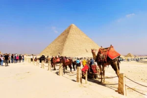 Camels with colorful saddles standing on sandy ground in front of the massive Great Pyramids under a bright sunny sky.