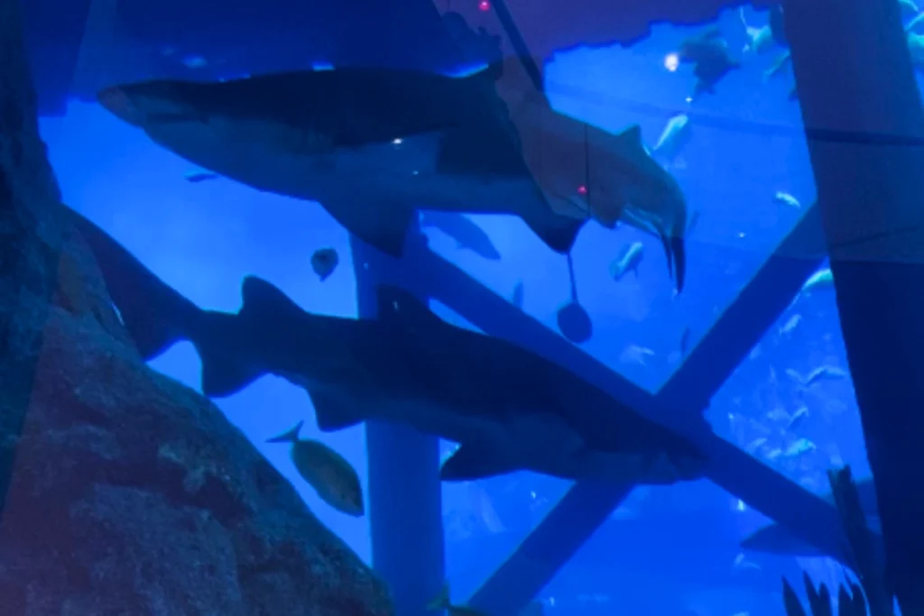 A close-up view through the aquarium glass showing a large shark swimming gracefully through clear blue water.