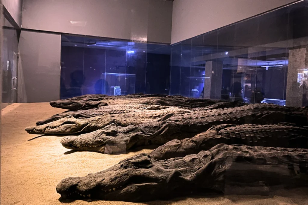 A display inside a museum showing several ancient mummified crocodiles of varying sizes laid out on a dark surface.