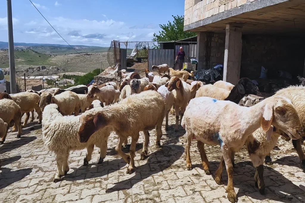 A large flock of sheep being herded along a dirt road in a rural, hilly landscape.