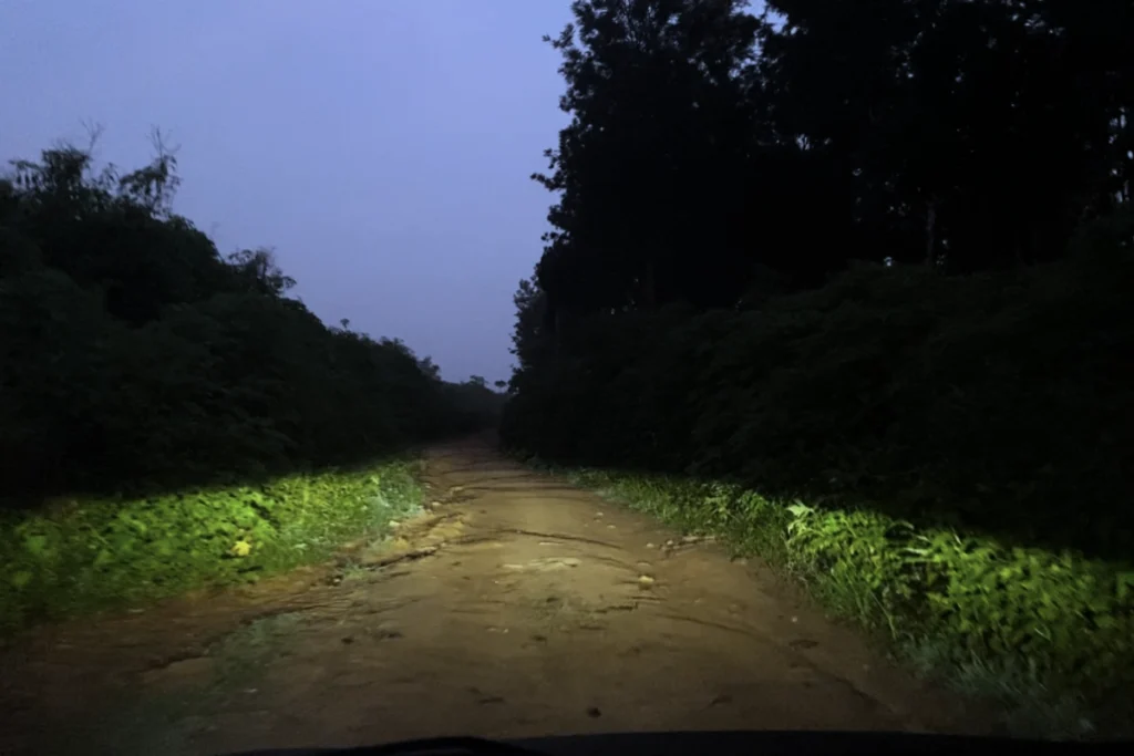A view from a vehicle's headlights cutting through a dark, narrow forest road flanked by tall trees under a midnight blue sky.