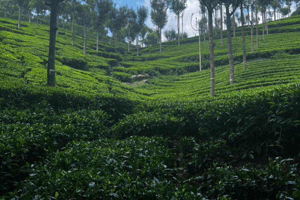 Ooty A scenic roadside view of step-terraced green tea gardens stretching across mountain slopes.