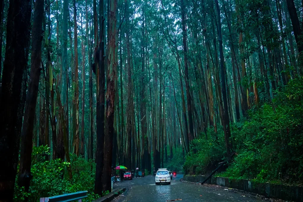 Pine forest A paved asphalt road curves gently through a dense forest of tall, straight pine trees with sunlight filtering through the canopy.