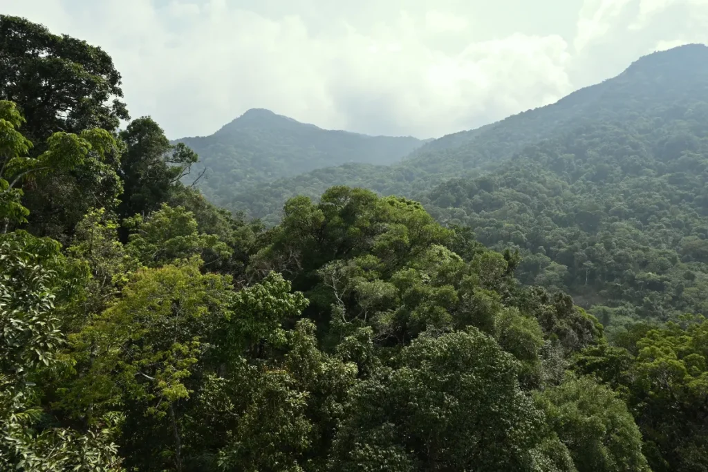 South India- 900 Kandi A dense, lush green jungle landscape filled with various trees and tropical vegetation.