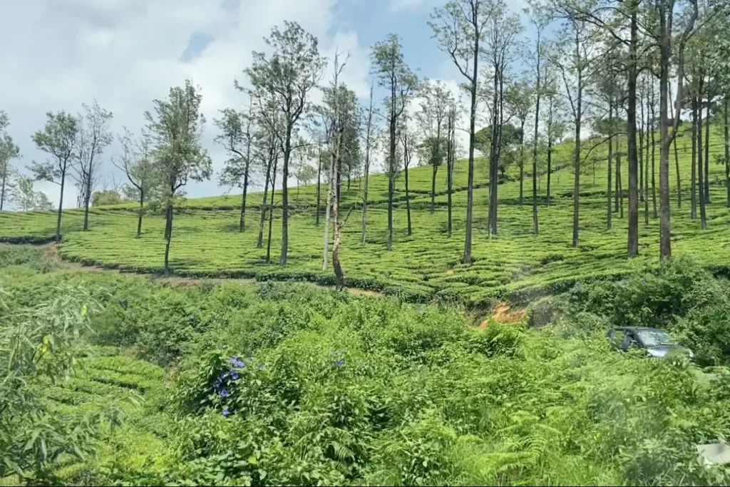 South India- tea gardens A beautiful green landscape showcasing a hillside tea garden punctuated by tall, slender trees stretching upward towards a soft sky.