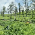 A wide panoramic view of lush green tea plantation hills sloping down a valley under a soft, overcast sky in Wayanad.