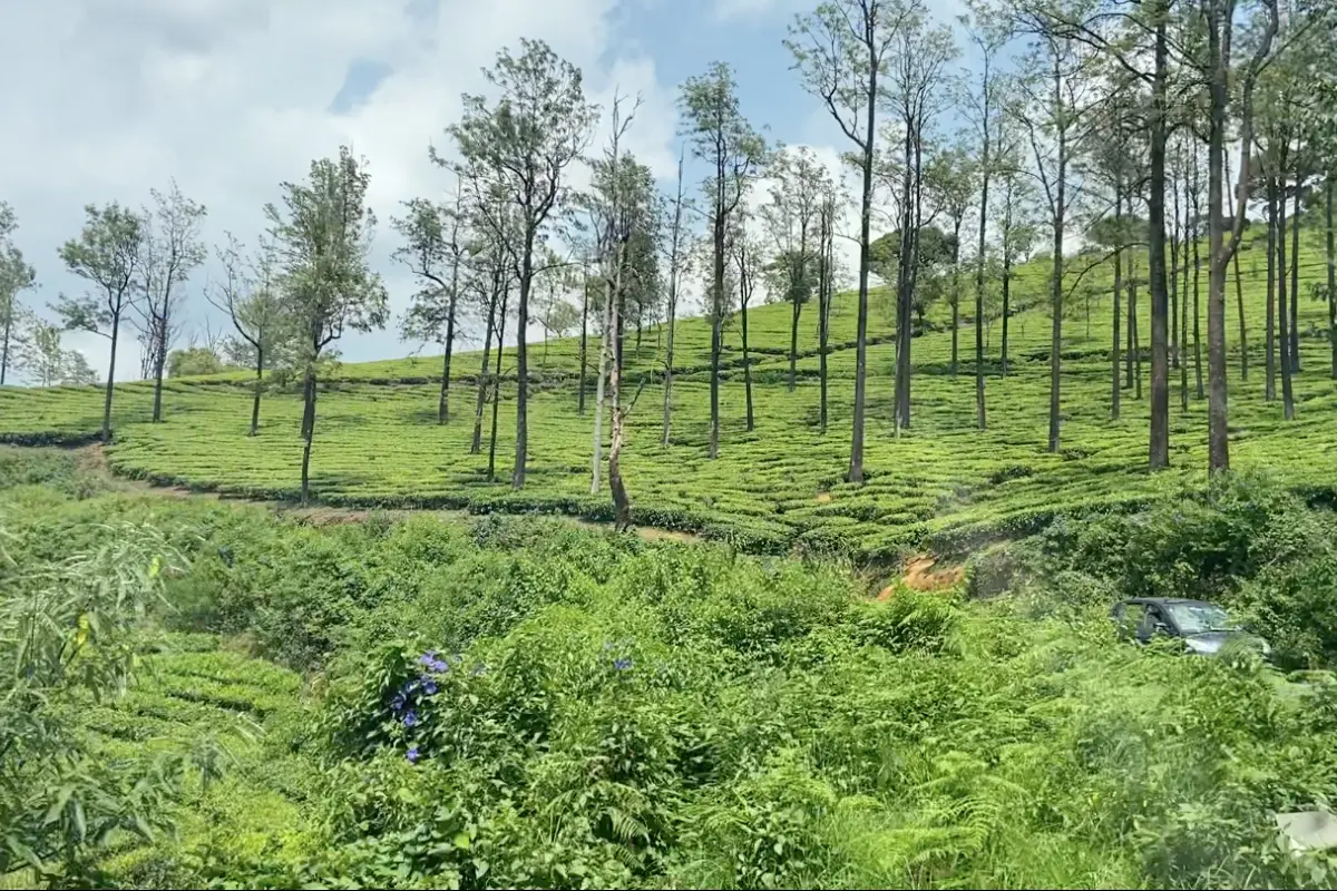A wide panoramic view of lush green tea plantation hills sloping down a valley under a soft, overcast sky in Wayanad.