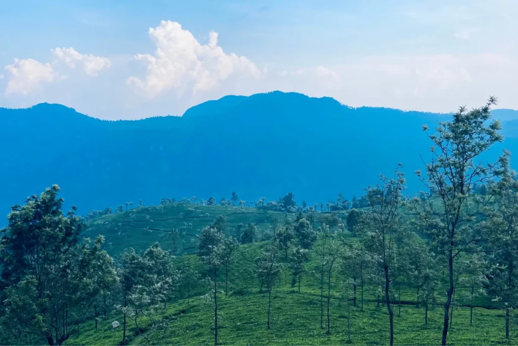 Wayanad Vast, neatly terraced green tea plantations covering rolling hillsides under a bright sky.