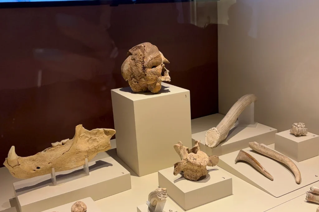Anatolian Museum 4 A glass museum display case housing prehistoric human skull fragments, animal bones, and early stone artifacts.