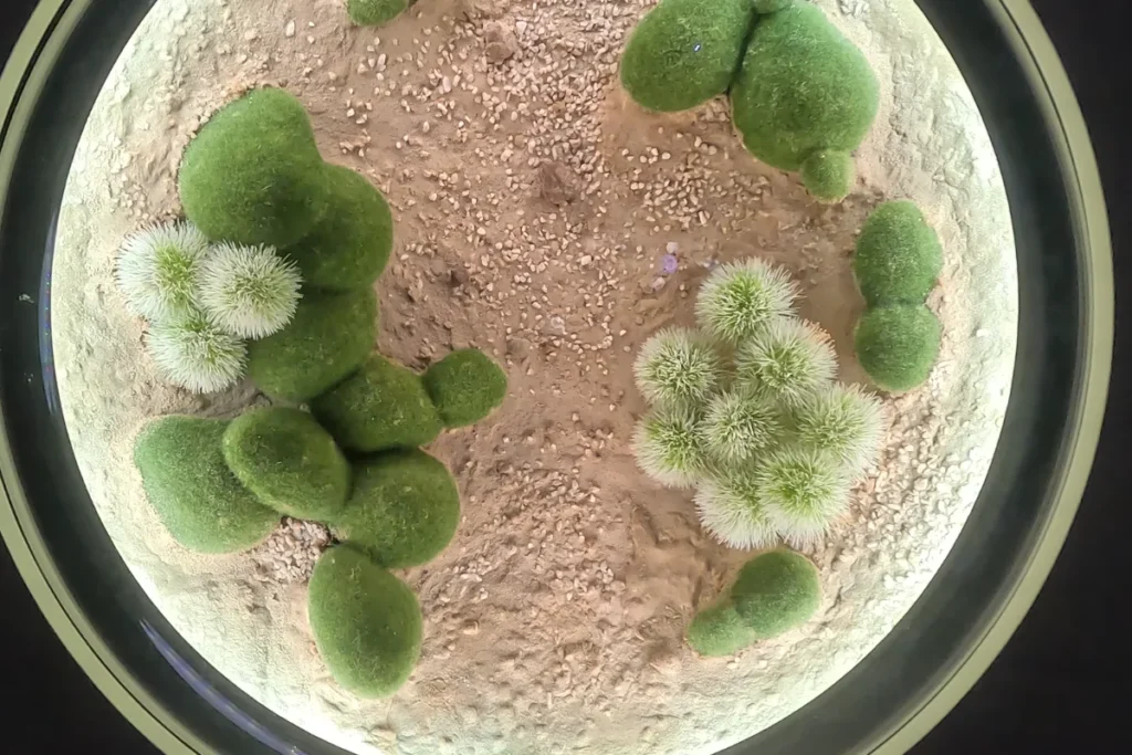 Museum of the future 6 Top-down view of small green plant specimens inside a circular petri dish glass container in the lab section.